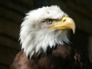 bald-eagle-550804 1280